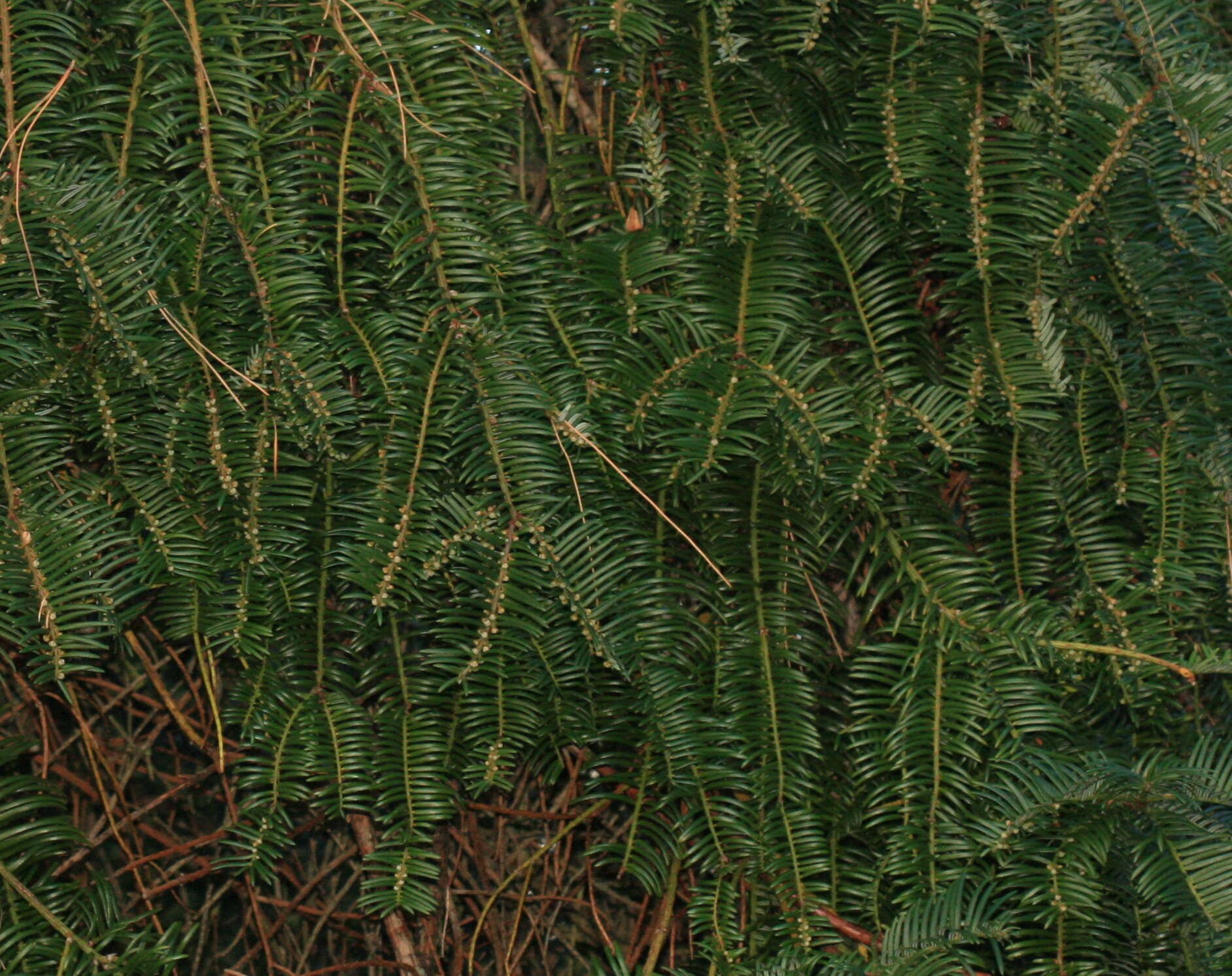 Image of Chinese Plum Yew