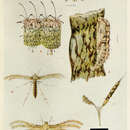 Image of Exelastis atomosa (Walsingham 1885)