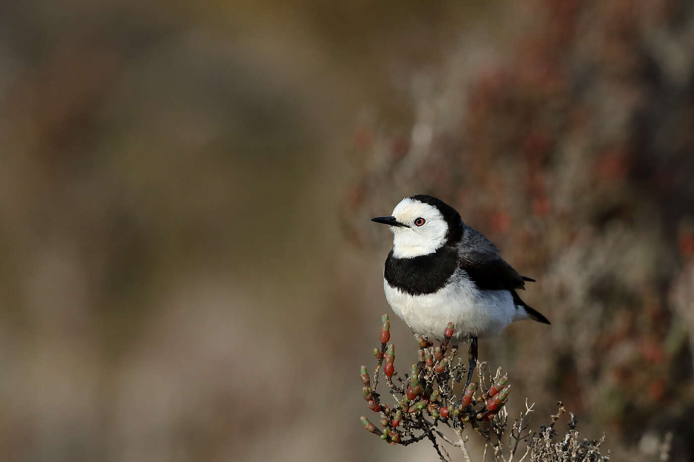 Image of White-fronted Chat