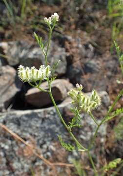 Imagem de Torilis leptophylla (L.) Rchb. fil.