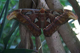 Image de Attacus atlas (Linnaeus 1758)