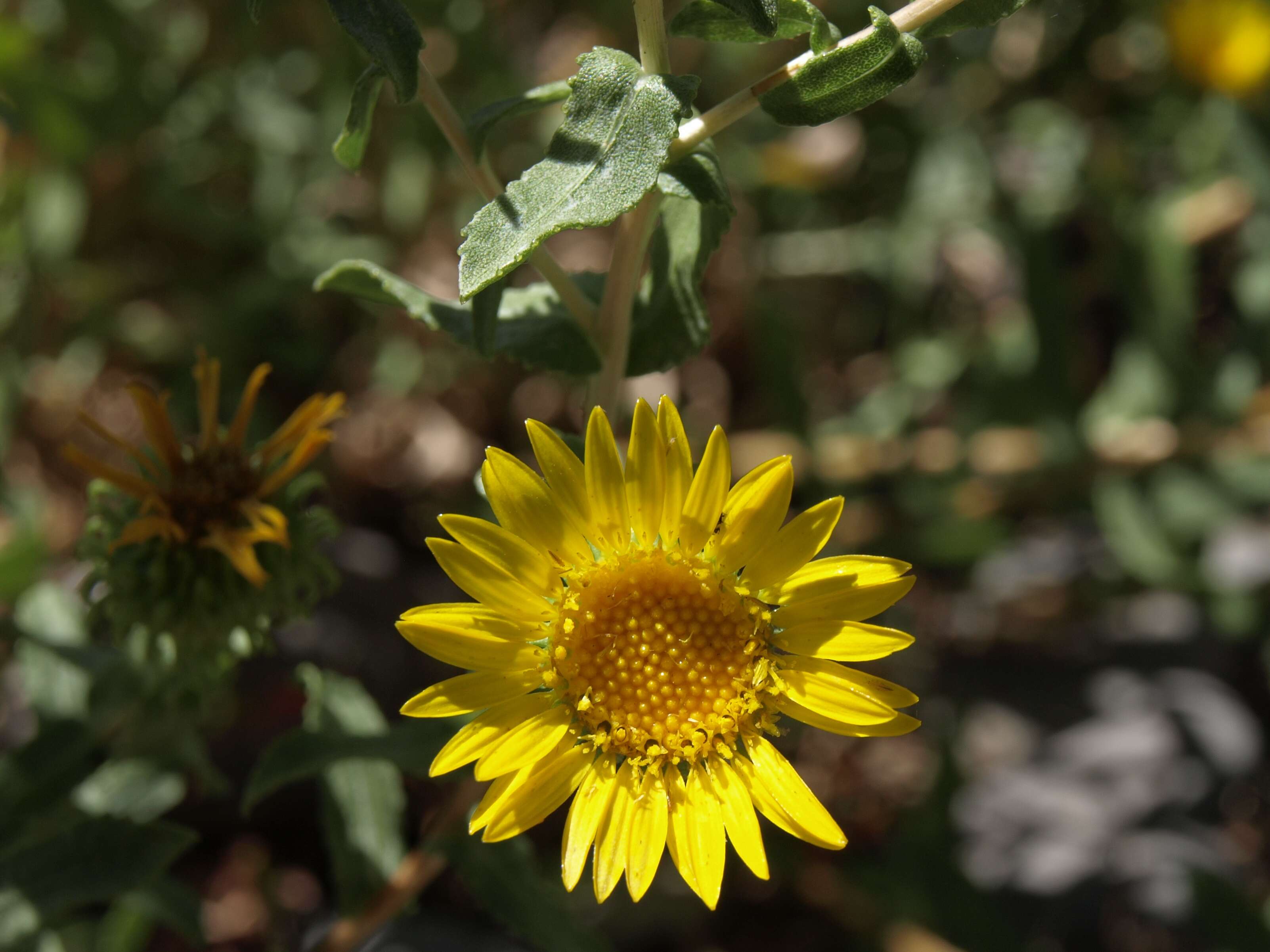 Image of Curly-cup gumweed