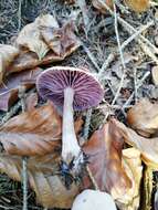 Image of Laccaria amethystina Cooke 1884