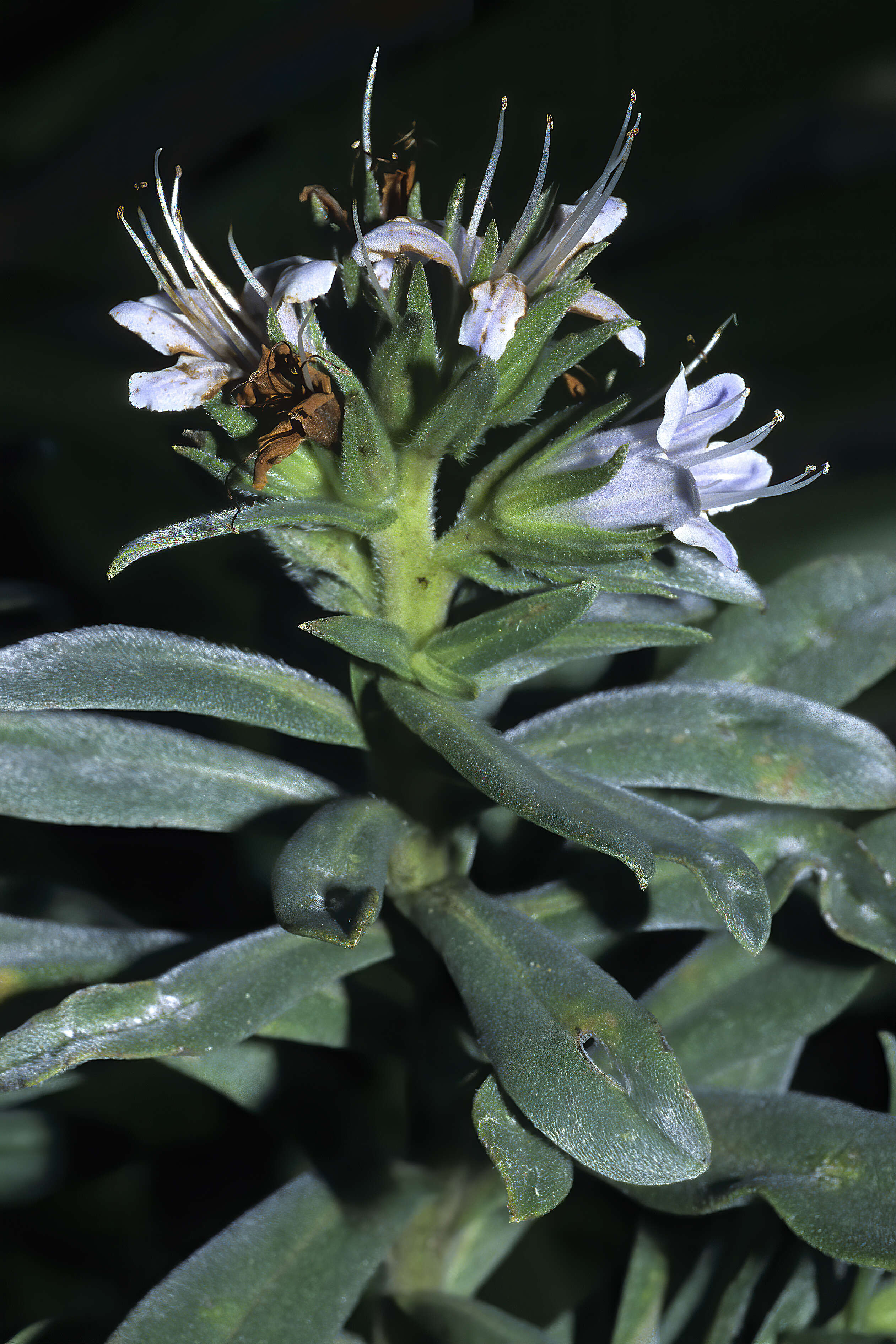 Image of Lobostemon montanus (DC.) Buek