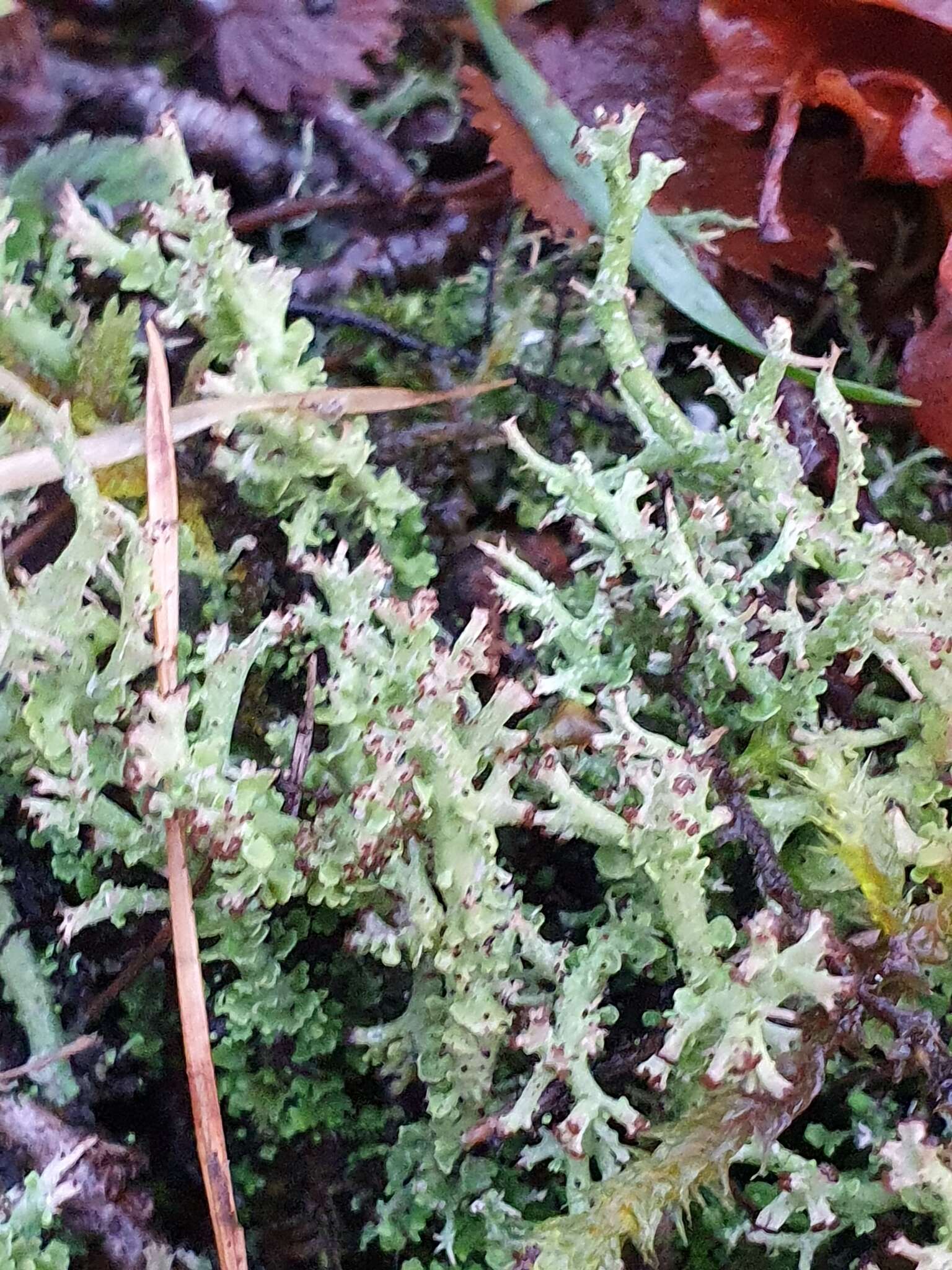 Image of Cladonia furcata