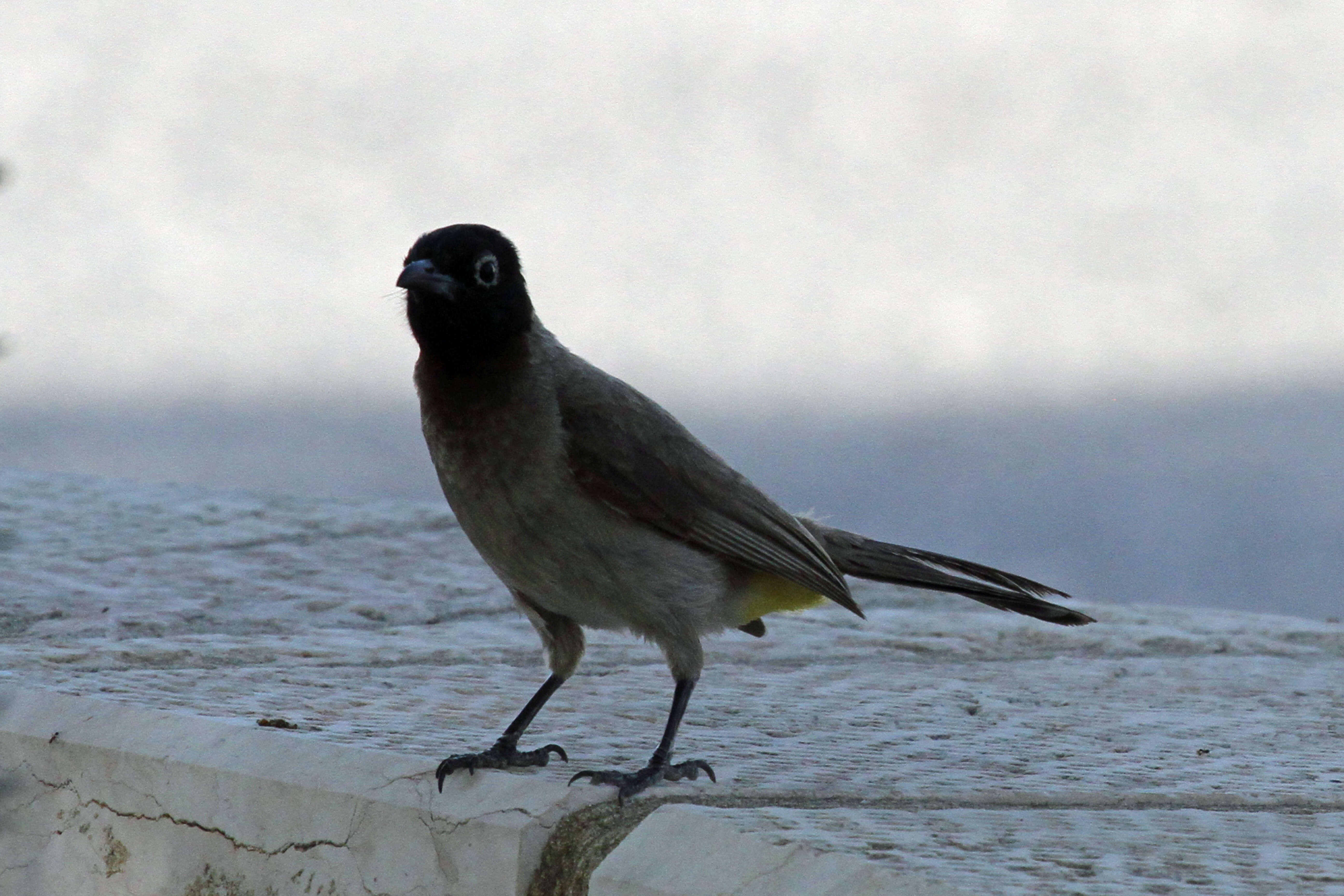 Image of White-eyed Bulbul