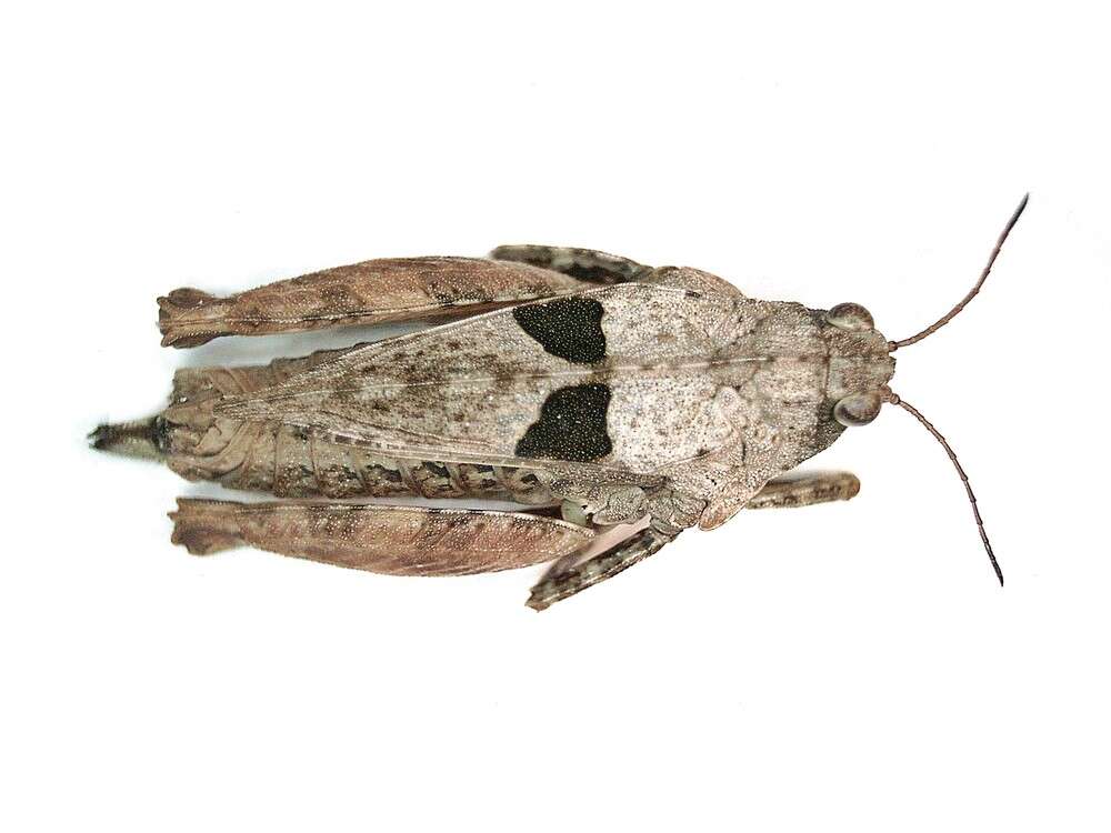 Image of long-horned ground-hopper