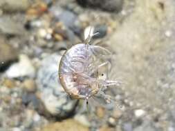 Image of Gammarus lacustris