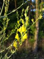 Image of broomleaf toadflax