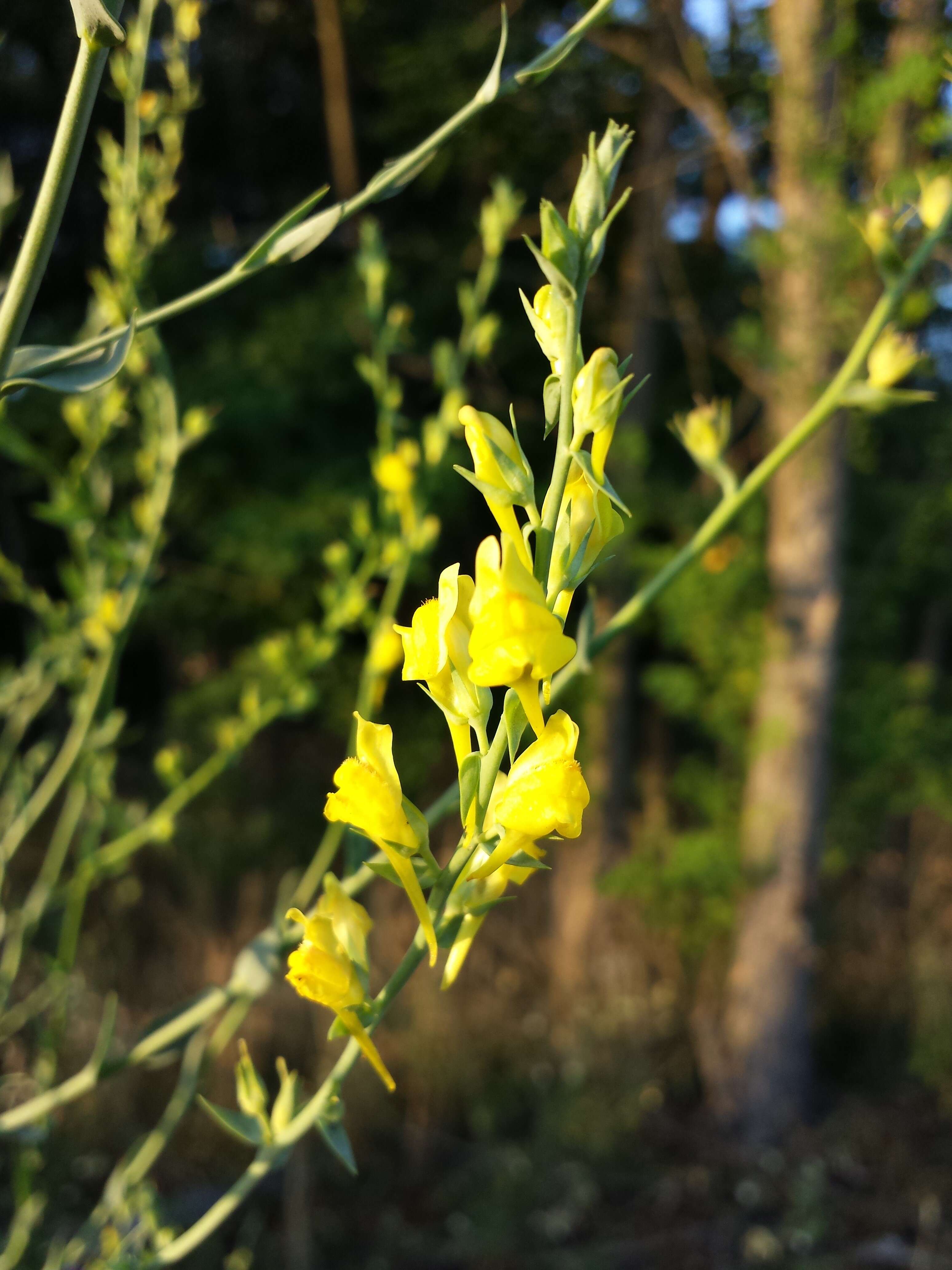 Image of broomleaf toadflax