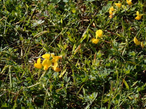 Image of Common Bird's-foot-trefoil