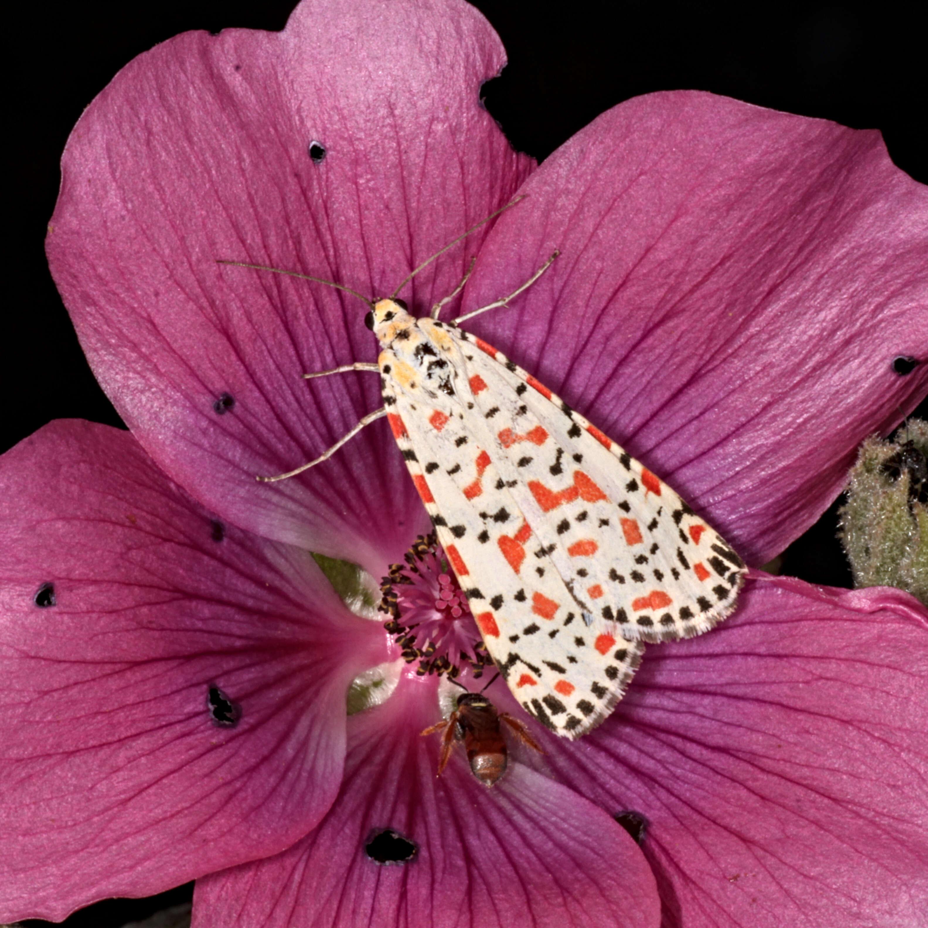 Image of crimson speckled