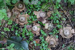 Plancia ëd Geastrum triplex Jungh. 1840