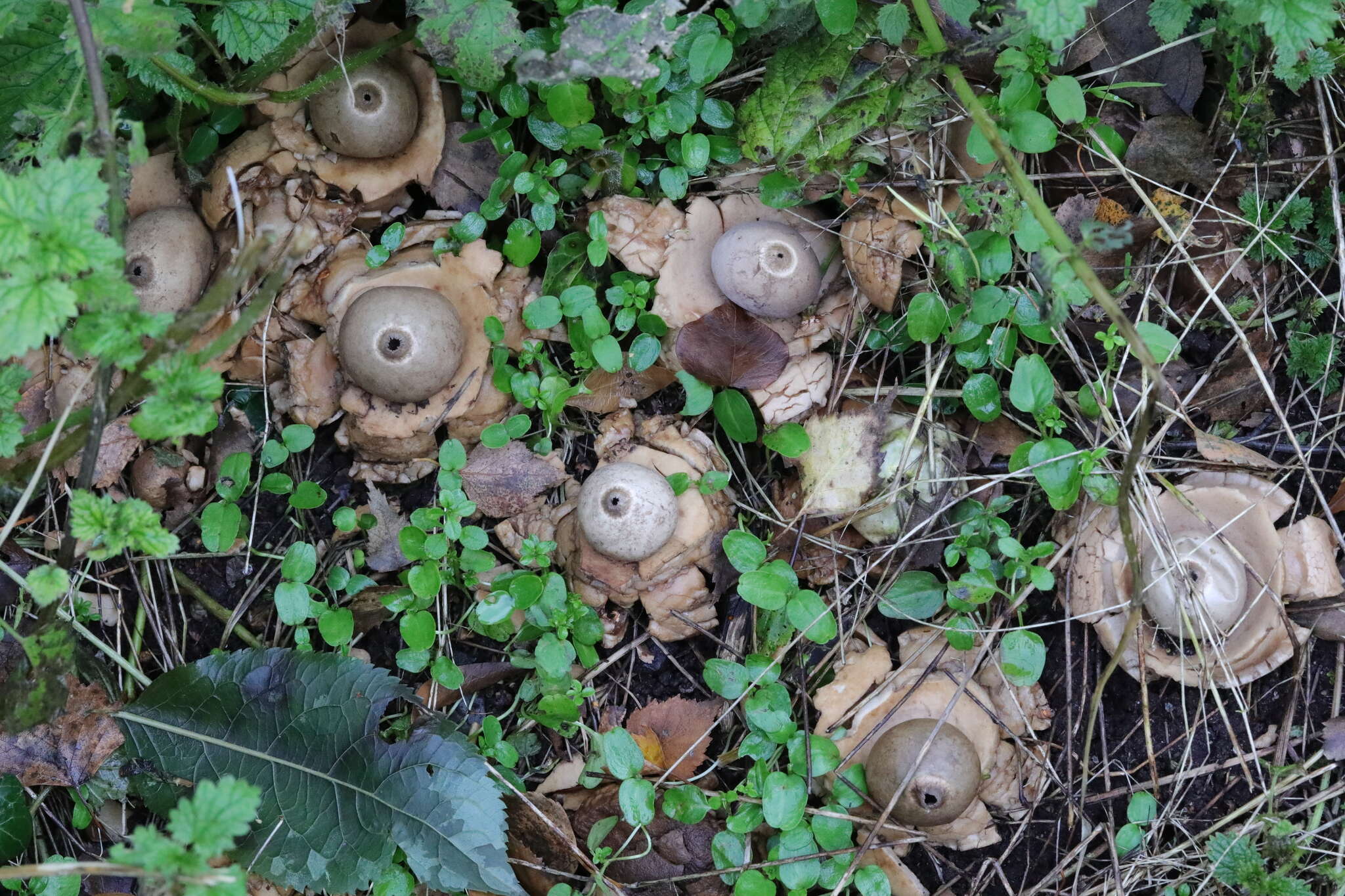 Plancia ëd Geastrum triplex Jungh. 1840