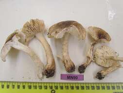 Image of Tricholoma