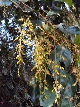 Image of Hopea ponga (Dennst.) D. J. Mabberley