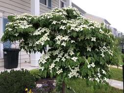 Image of Chinese dogwood