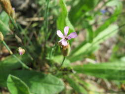 Image of Proliferous Pink