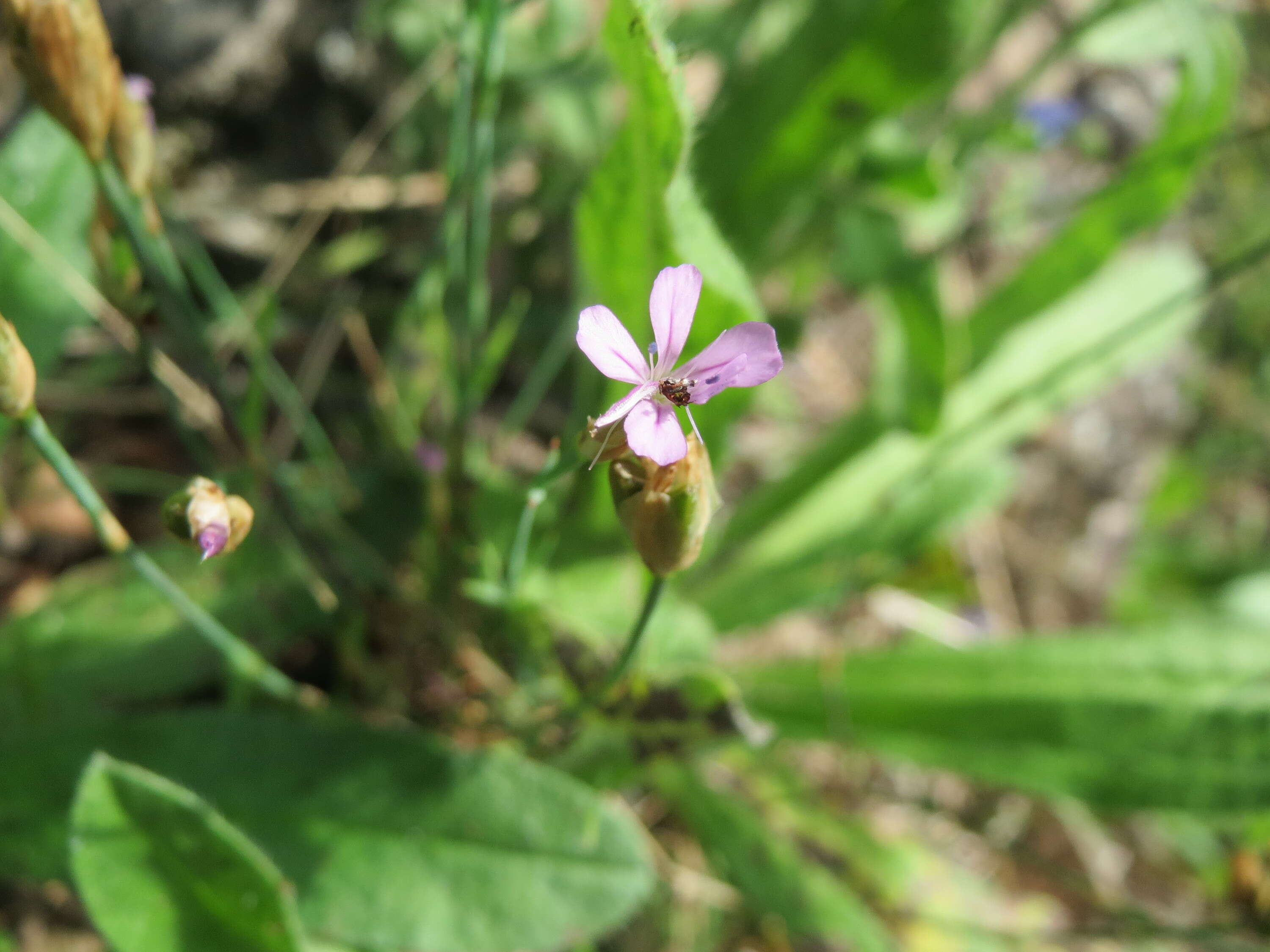 Image of Proliferous Pink