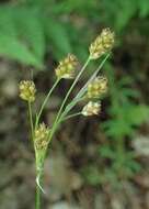 Image of Pale European Wood-Rush