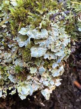 Слика од Cladonia digitata (L.) Hoffm.