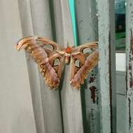 Image of atlas moth