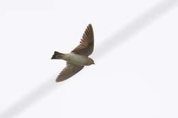 Image of Cave Swallow