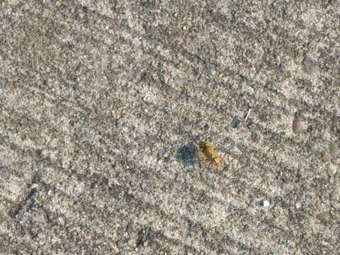 Image of Striped Oak Bug