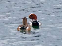 Image of Eurasian Wigeon