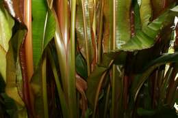 Image of Heliconia indica Lam.