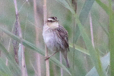 Image of Aquatic Warbler