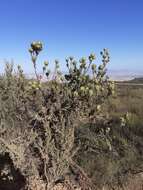 Image of Leucadendron diemontianum I. J. M. Williams