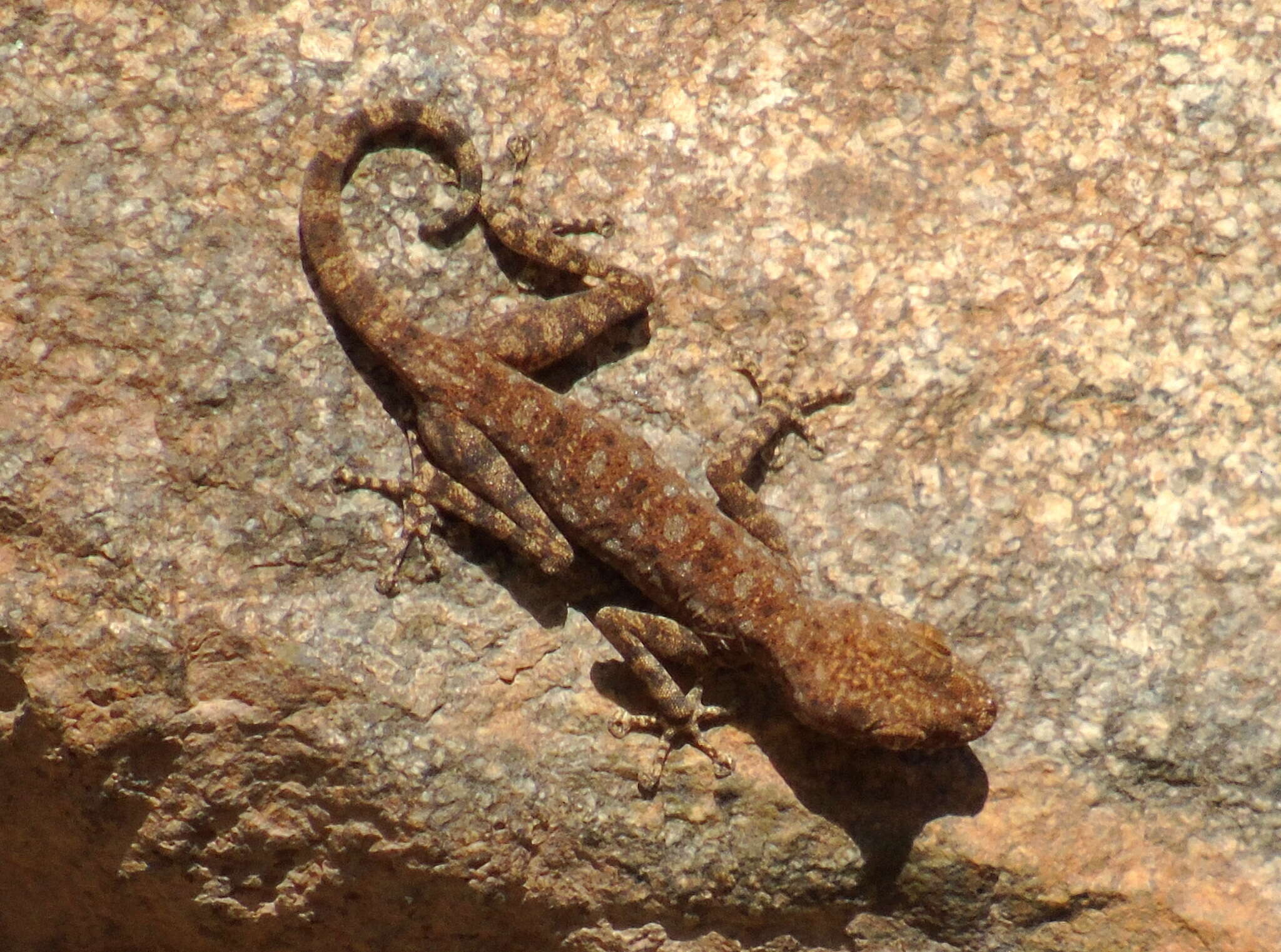 Image of Fan-fingered gecko