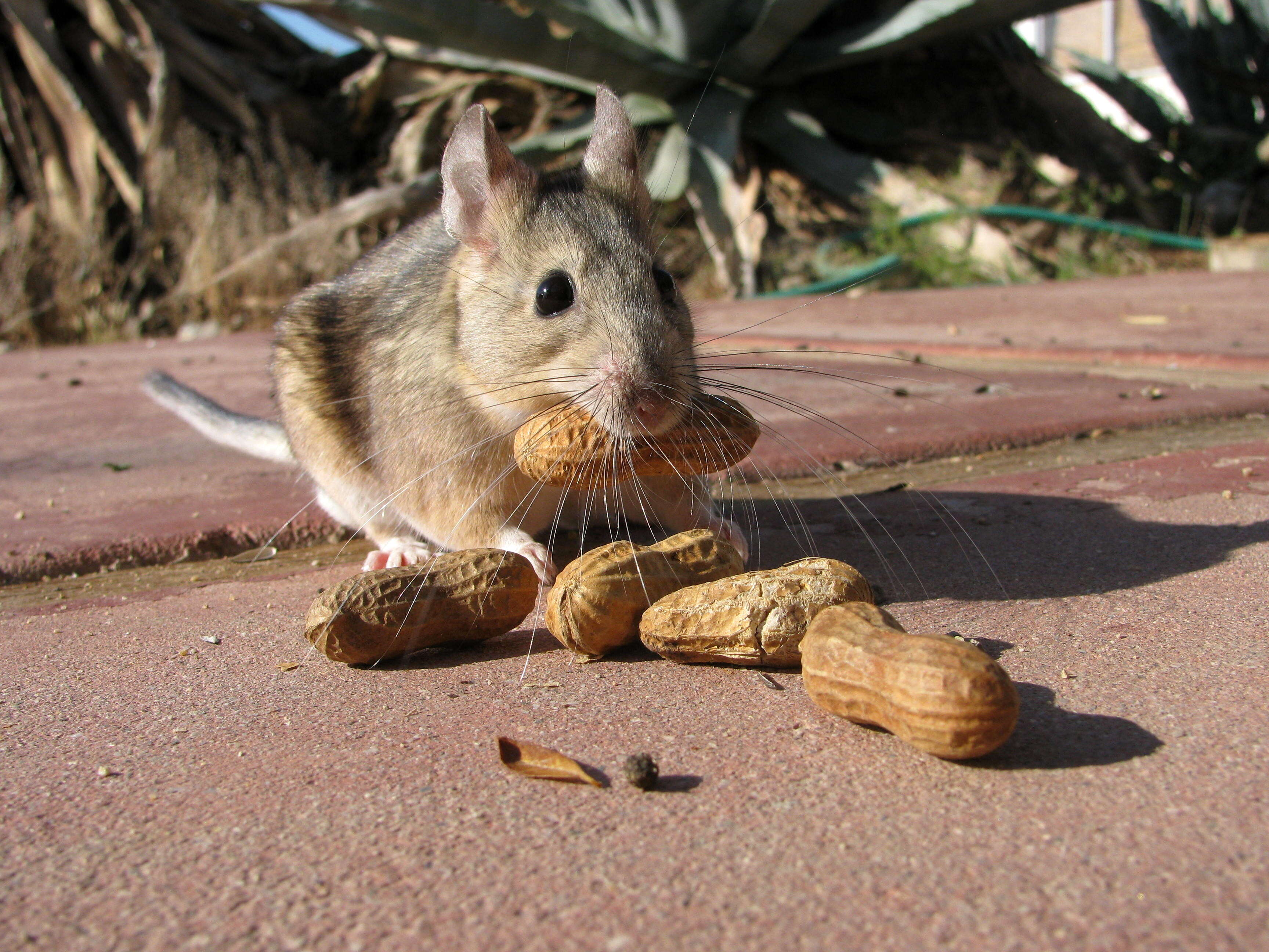 Image of Desert Woodrat