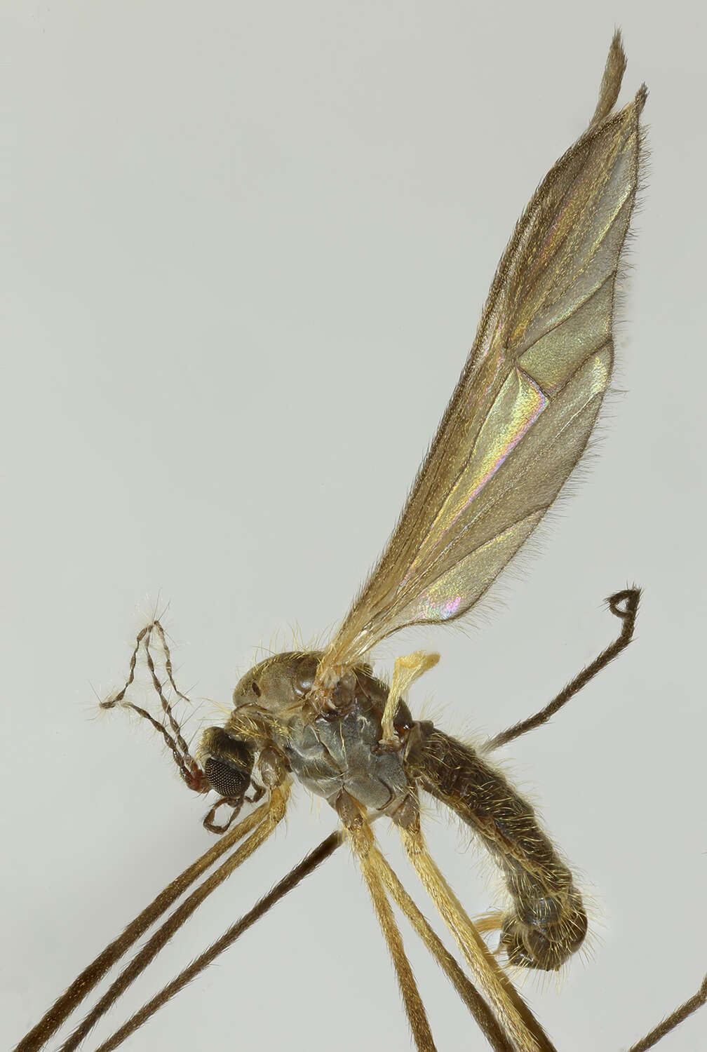Image of Ormosia (Ormosia) nodulosa (Macquart 1826)