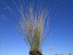 Image of Aristida ramosa R. Br.