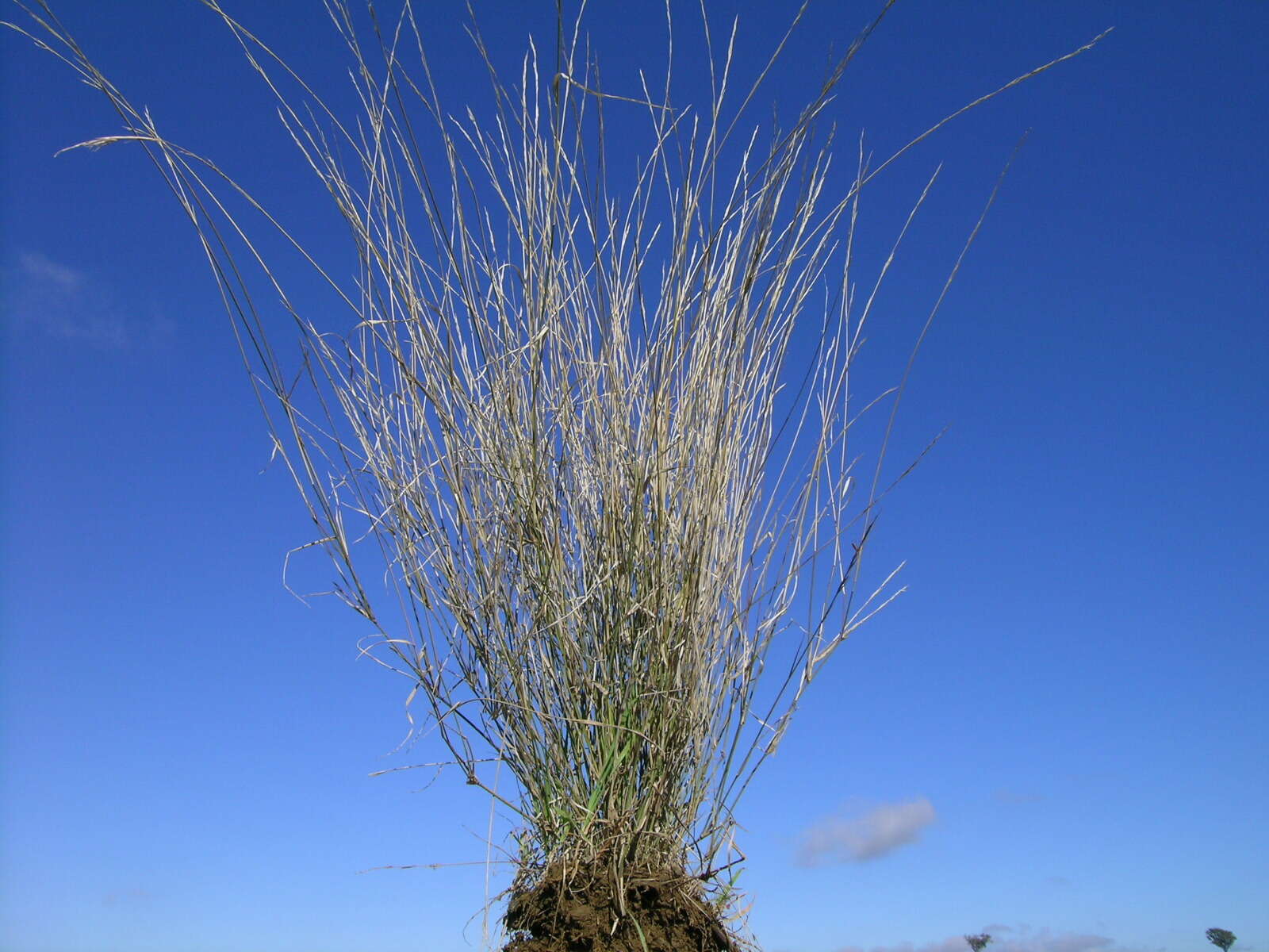 Image of Aristida ramosa R. Br.