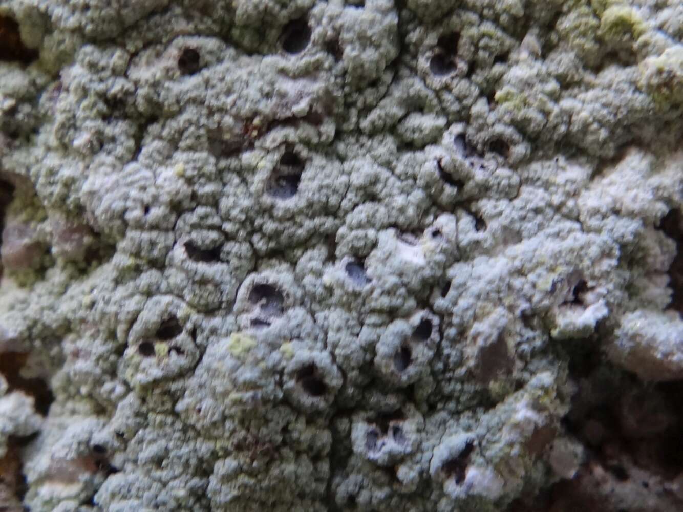 Image of Cow pie lichen