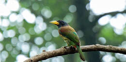 Image of Great Barbet