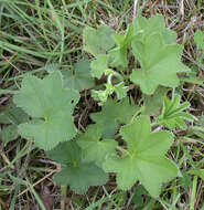 Image of hairy lady's mantle