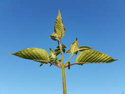 Image of Downy Hemp Nettle