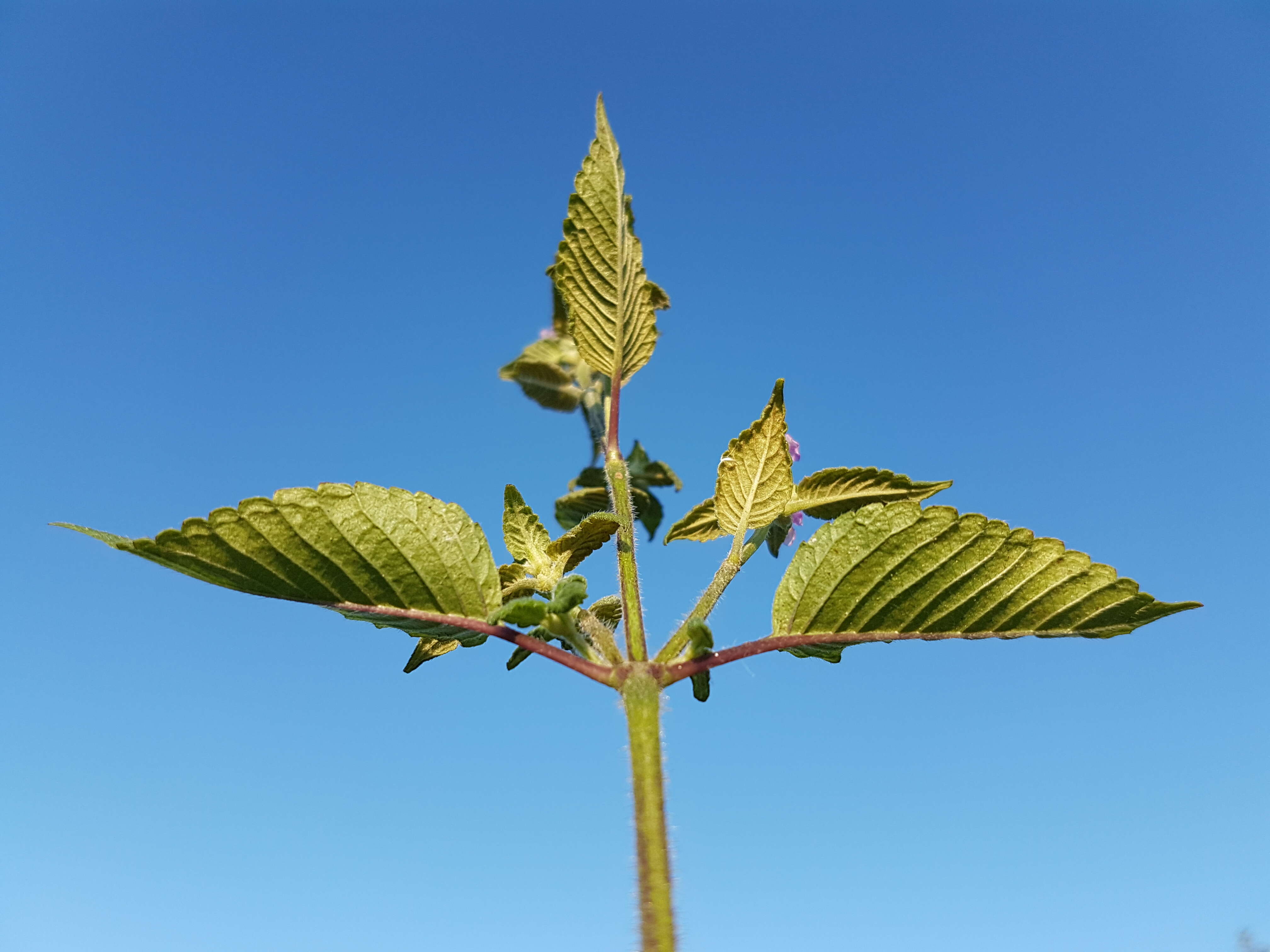 Image of Downy Hemp Nettle