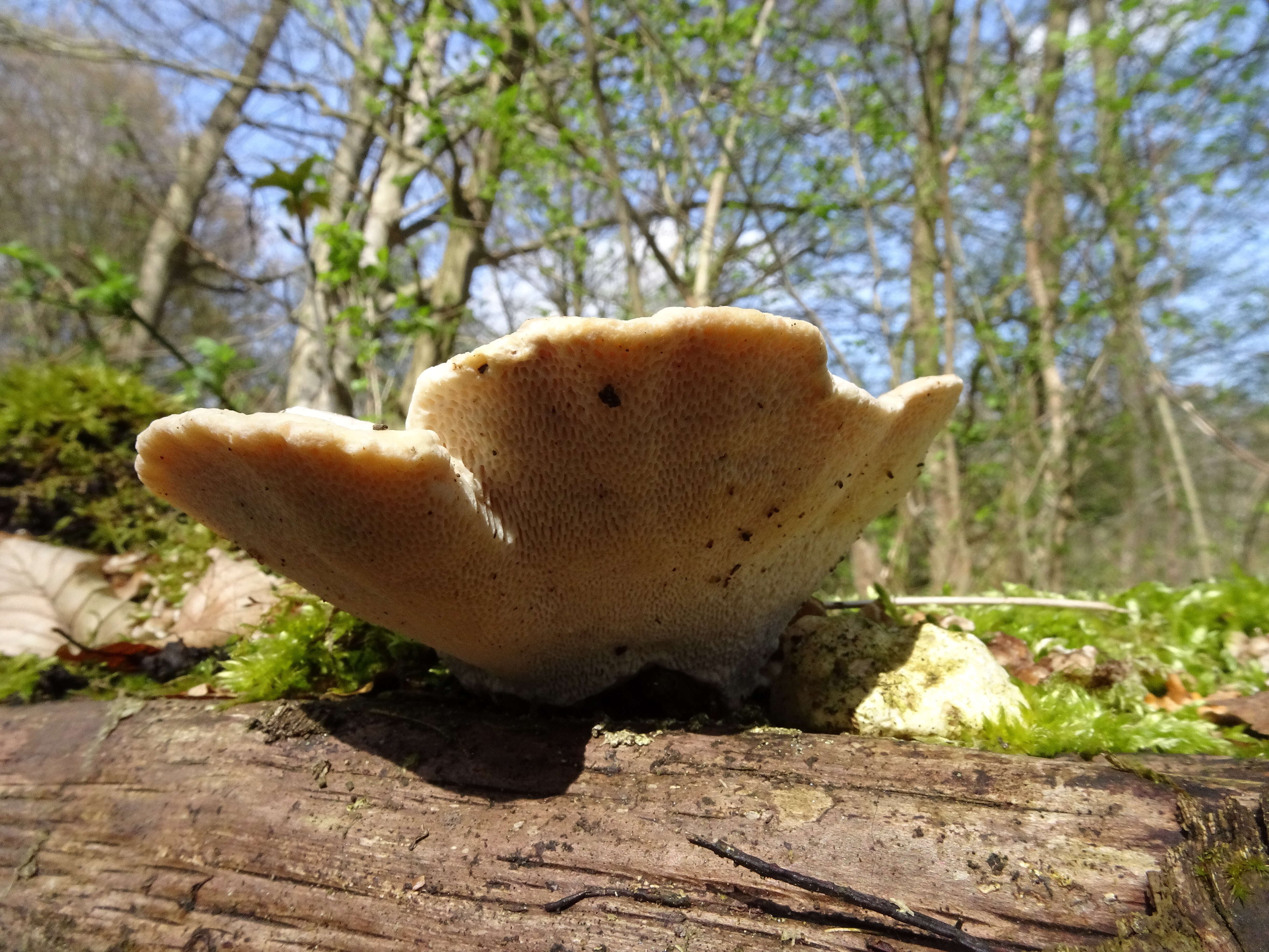 Image of Trametes gibbosa (Pers.) Fr. 1838