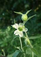 Imagem de Silene baccifera (L.) Roth