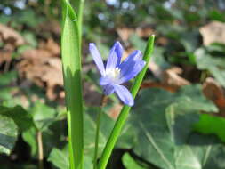 Image de Scilla luciliae (Boiss.) Speta