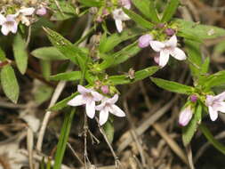 Image of Canadian summer bluet