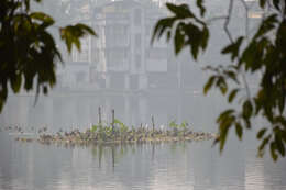 Image of Lesser Whistling Duck