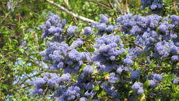 Image of ceanothus