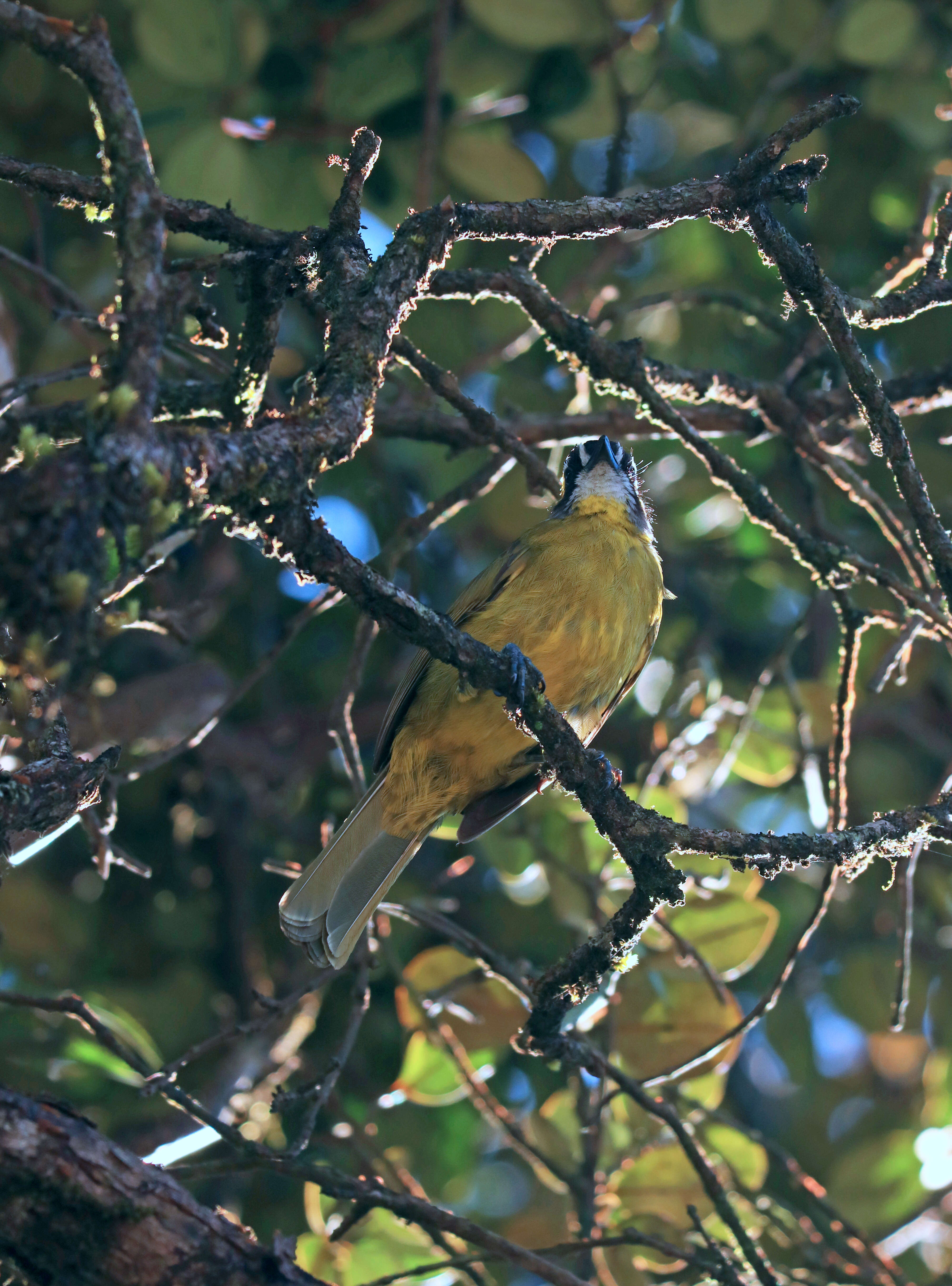 Image of Yellow-eared Bulbul