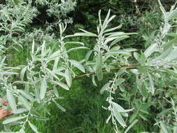 Image of Russian olive